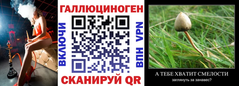 Купить закладки  Пучеж  Галлюциногенные грибы GOLDEN TEACHER 